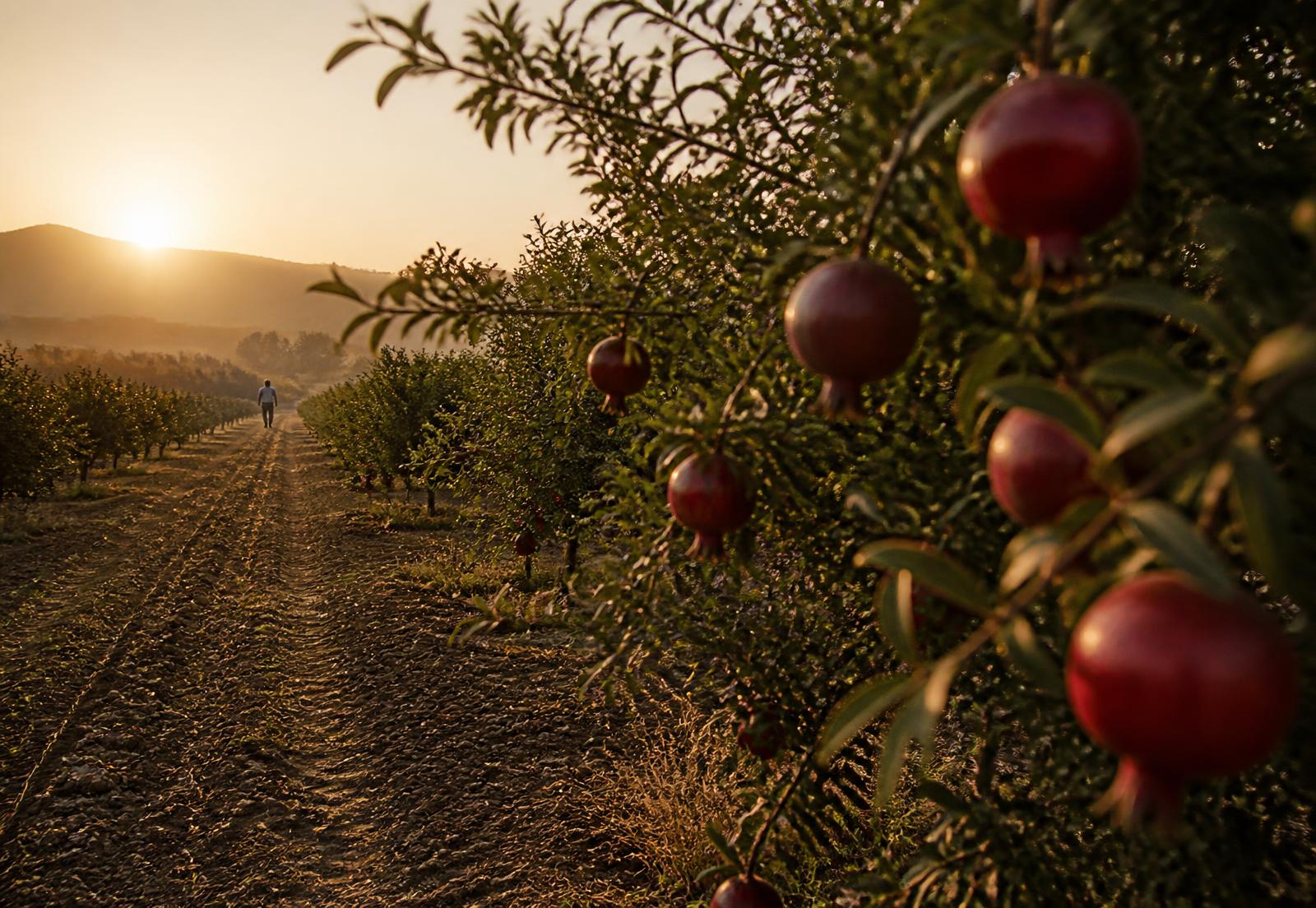 Sunrise over pomegranate and banana farms near Pandharpur, Maharashtra